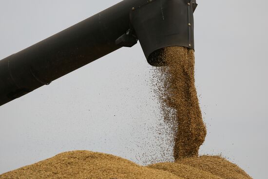 Russia Barley Harvest