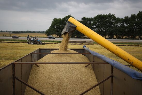 Russia Barley Harvest