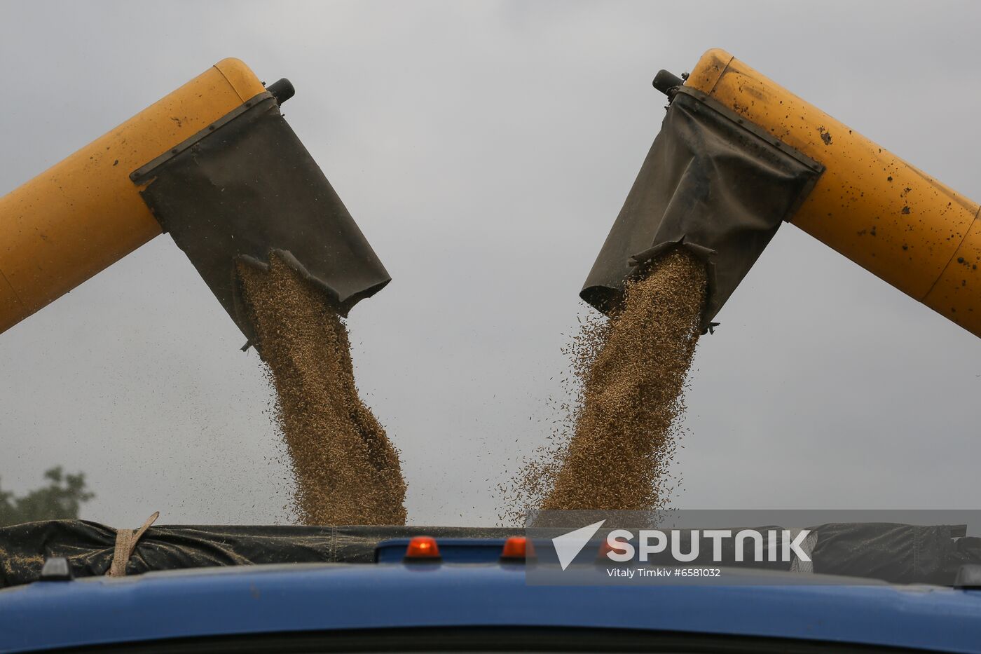 Russia Barley Harvest