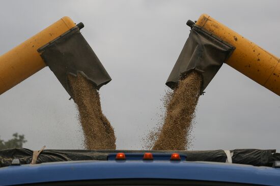 Russia Barley Harvest