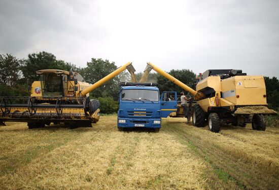 Russia Barley Harvest