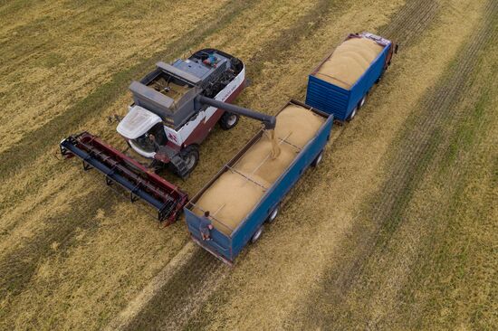 Russia Barley Harvest