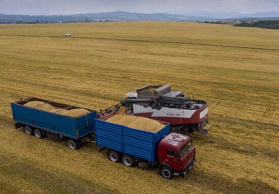Russia Barley Harvest