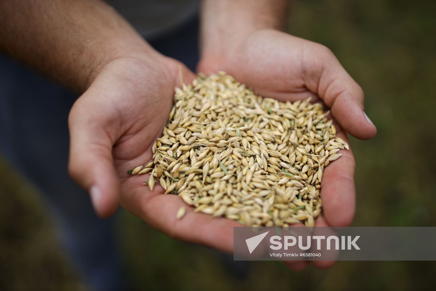 Russia Barley Harvest
