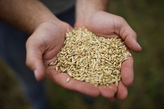 Russia Barley Harvest