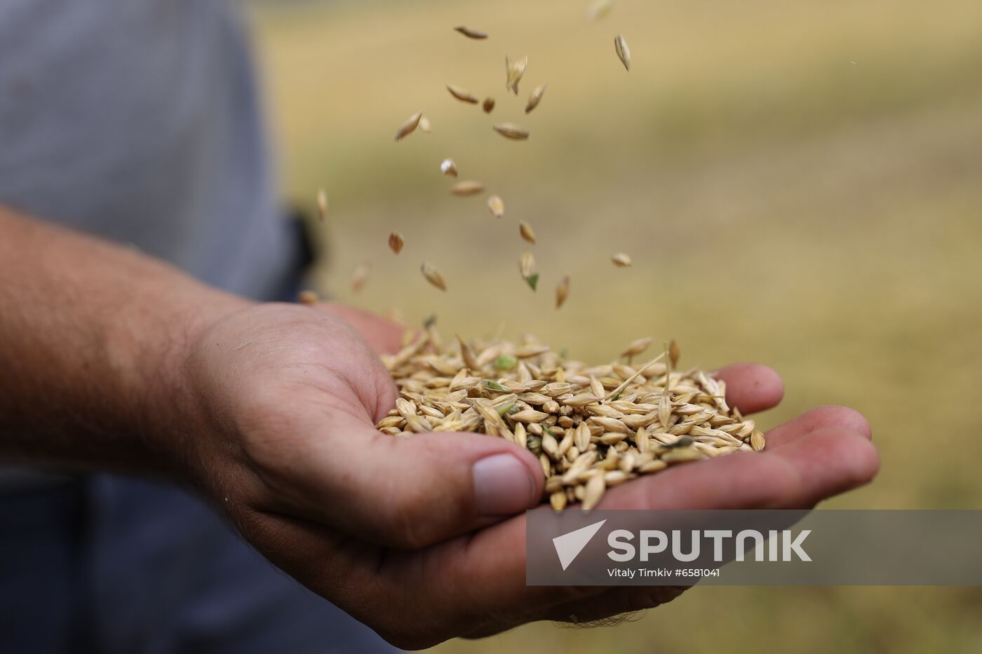 Russia Barley Harvest