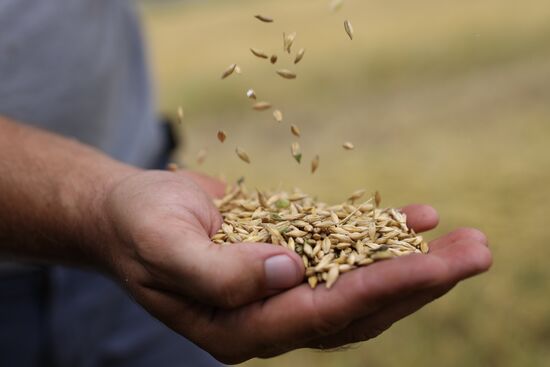 Russia Barley Harvest