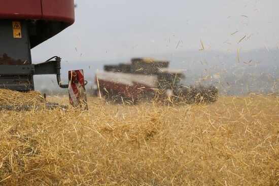 Russia Barley Harvest