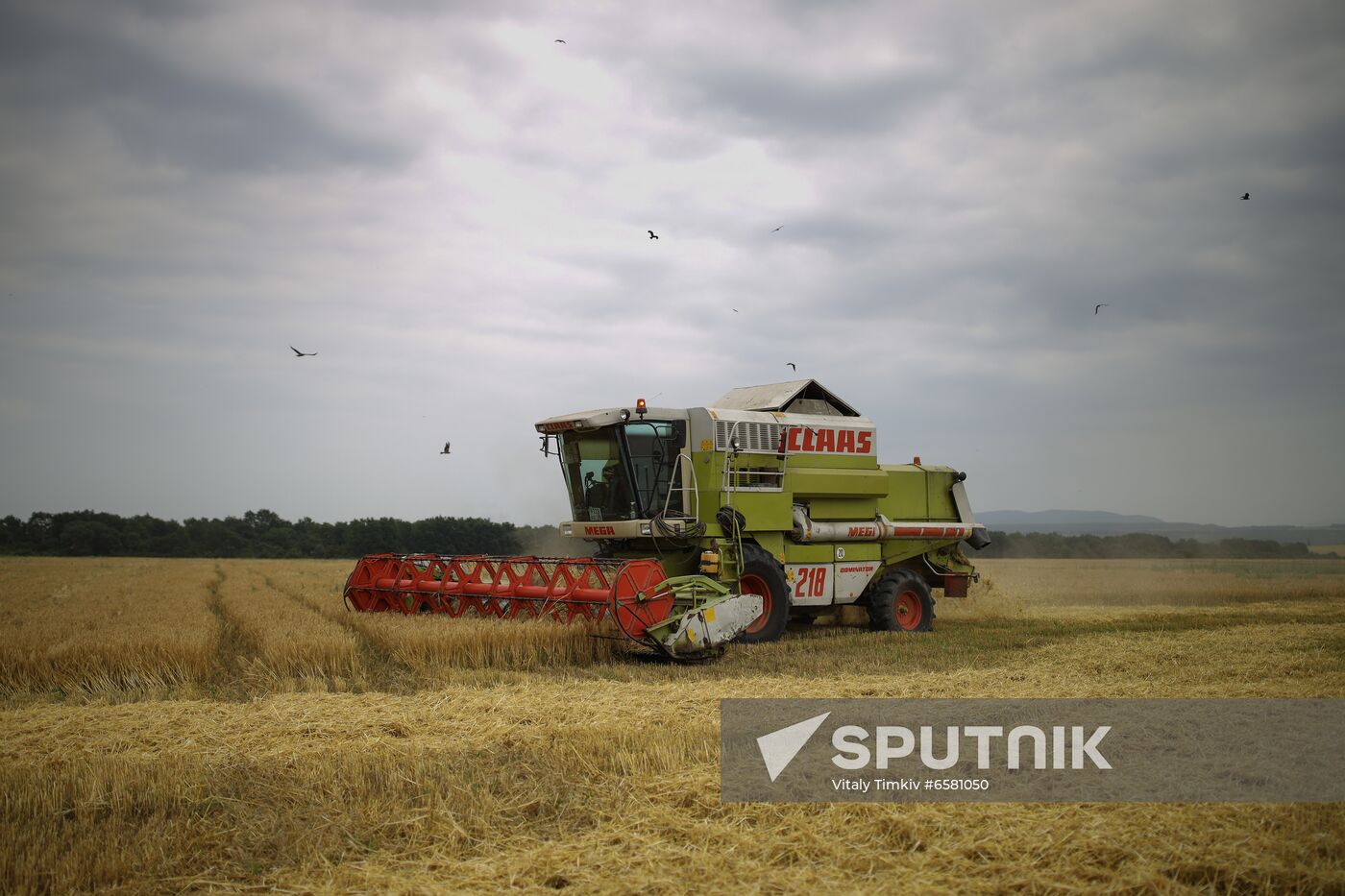 Russia Barley Harvest