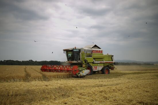 Russia Barley Harvest