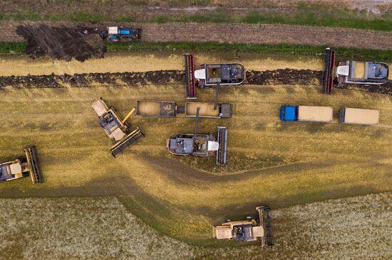 Russia Barley Harvest