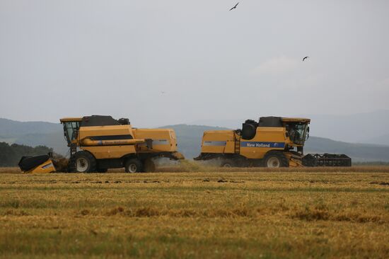 Russia Barley Harvest