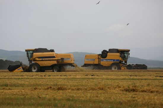 Russia Barley Harvest
