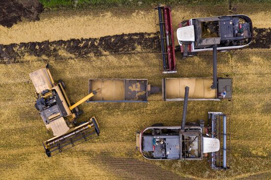 Russia Barley Harvest