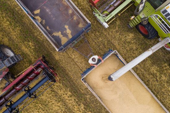 Russia Barley Harvest