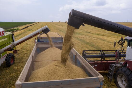 Russia Barley Harvest