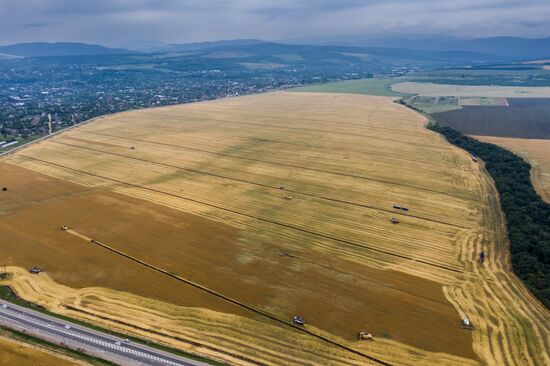 Russia Barley Harvest