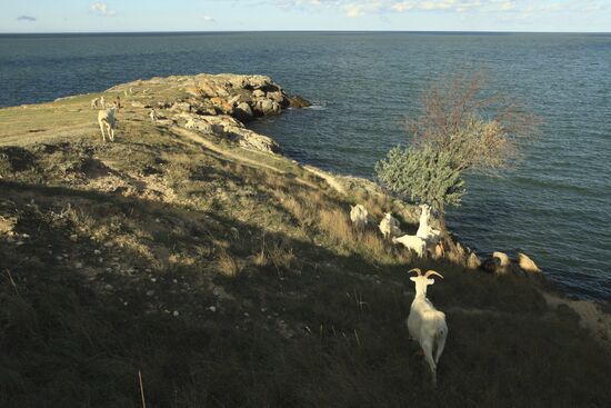 Goats on Cape Kazantip