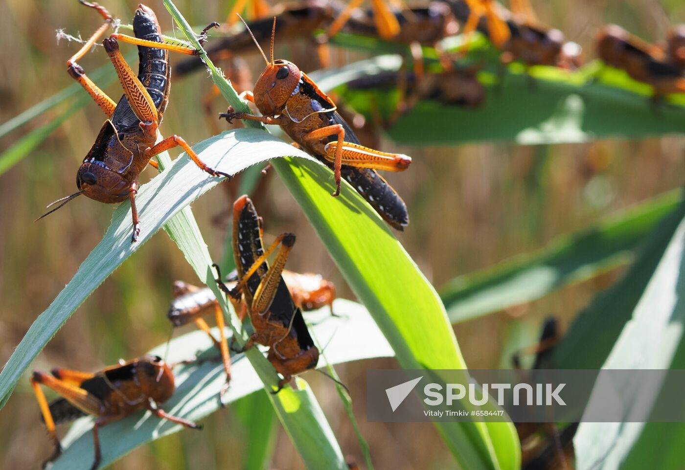 Russia Locusts
