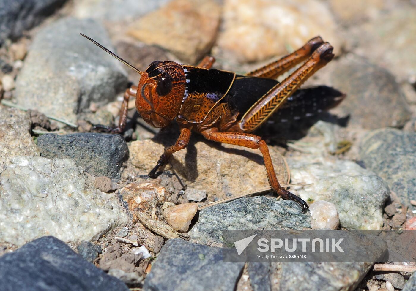 Russia Locusts
