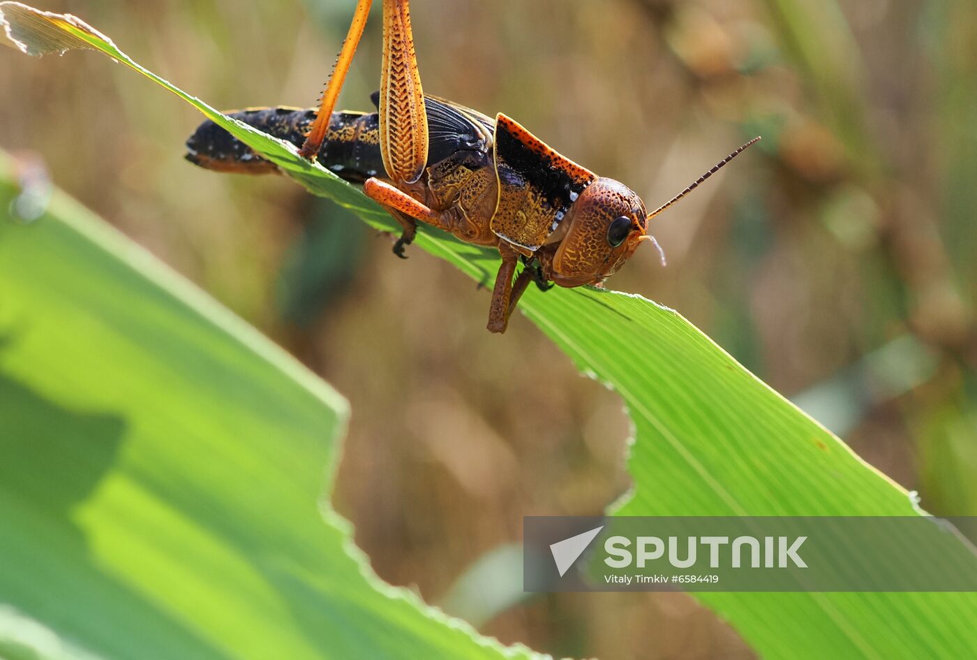 Russia Locusts