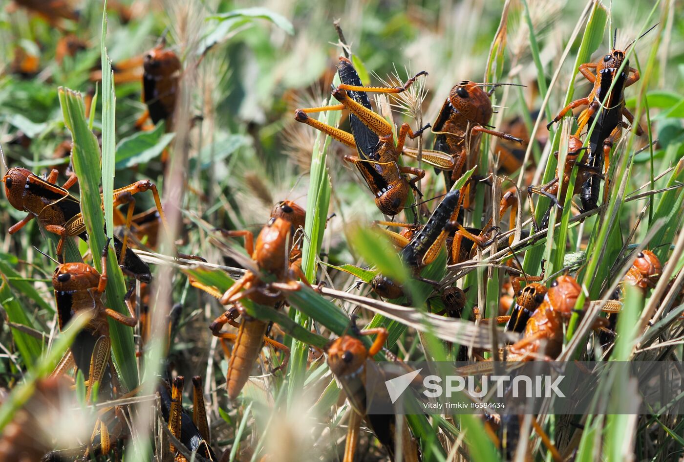Russia Locusts