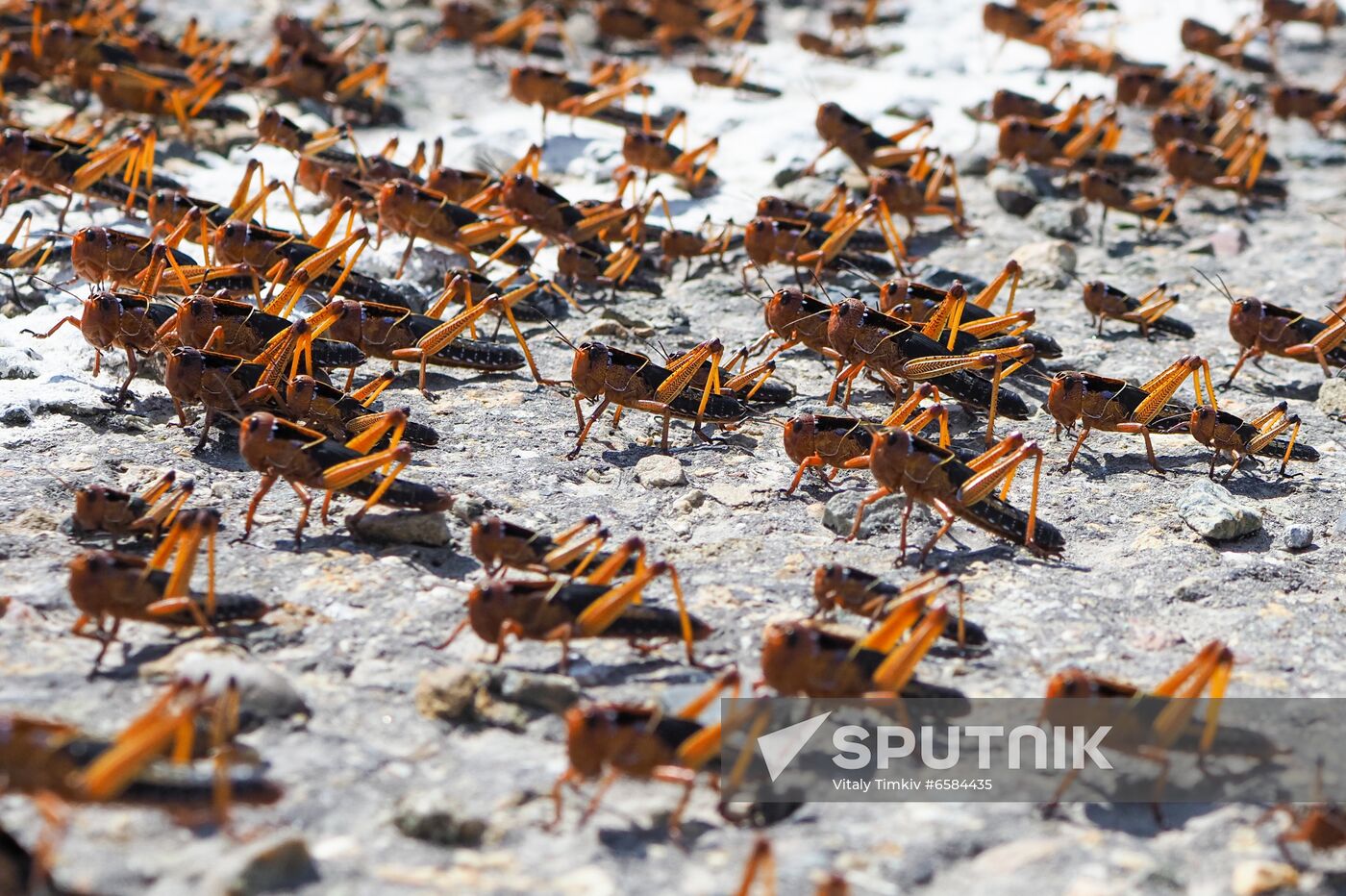 Russia Locusts