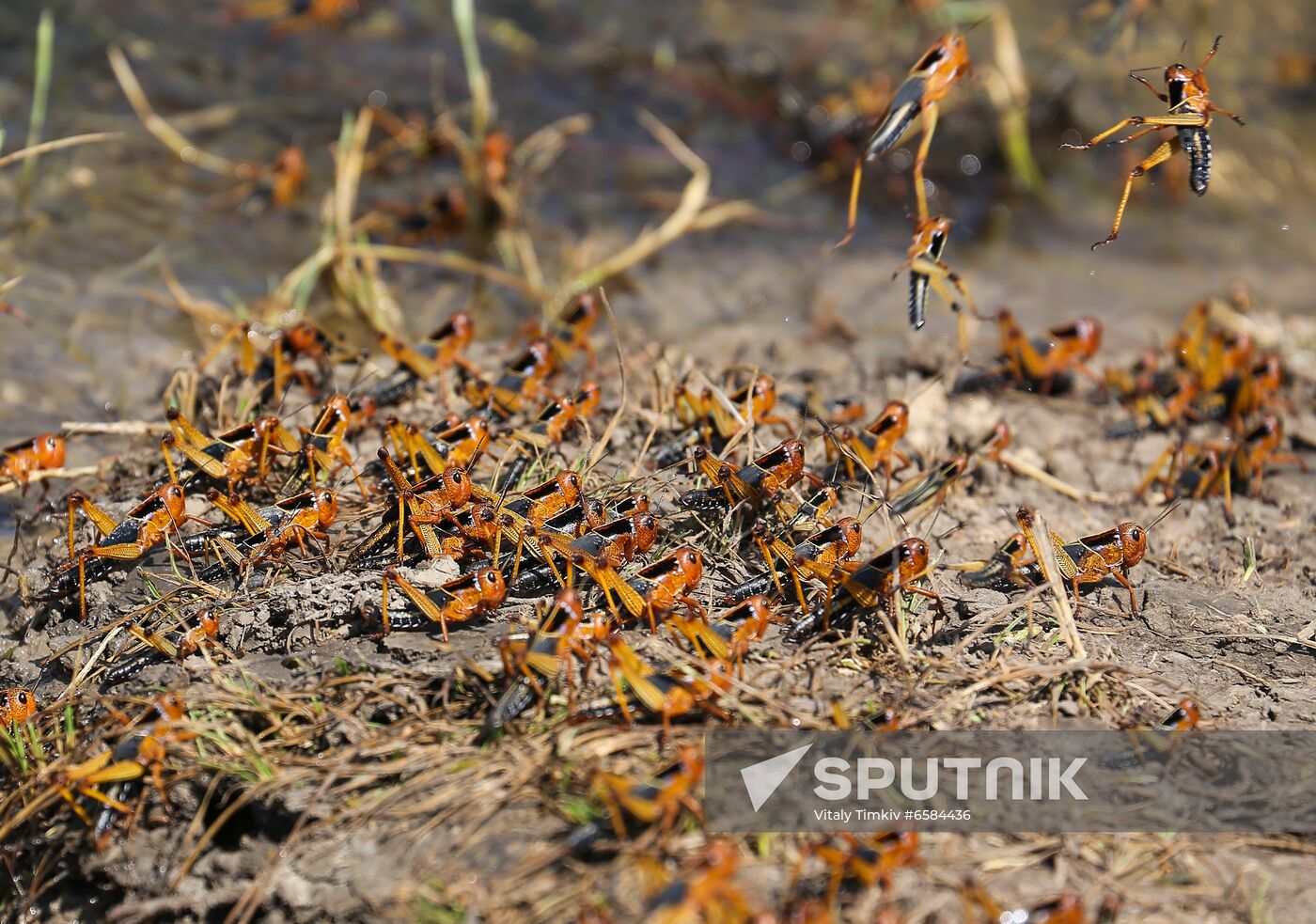 Russia Locusts