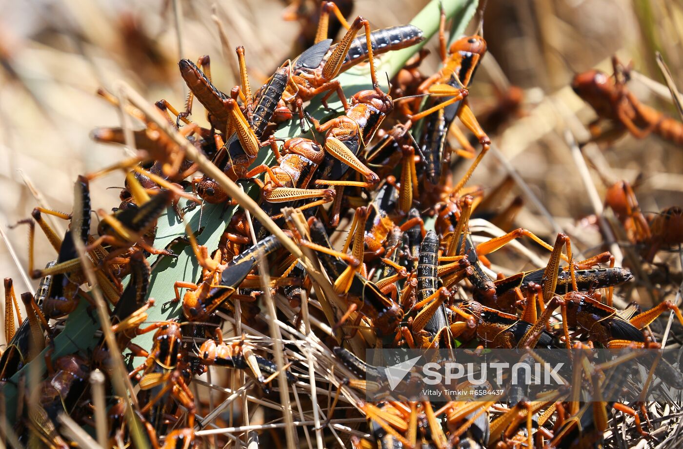 Russia Locusts