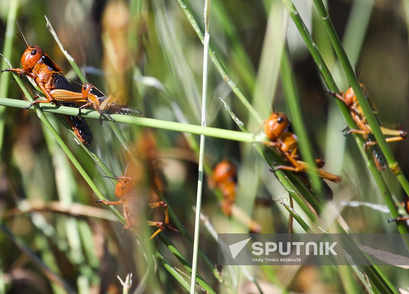 Russia Locusts