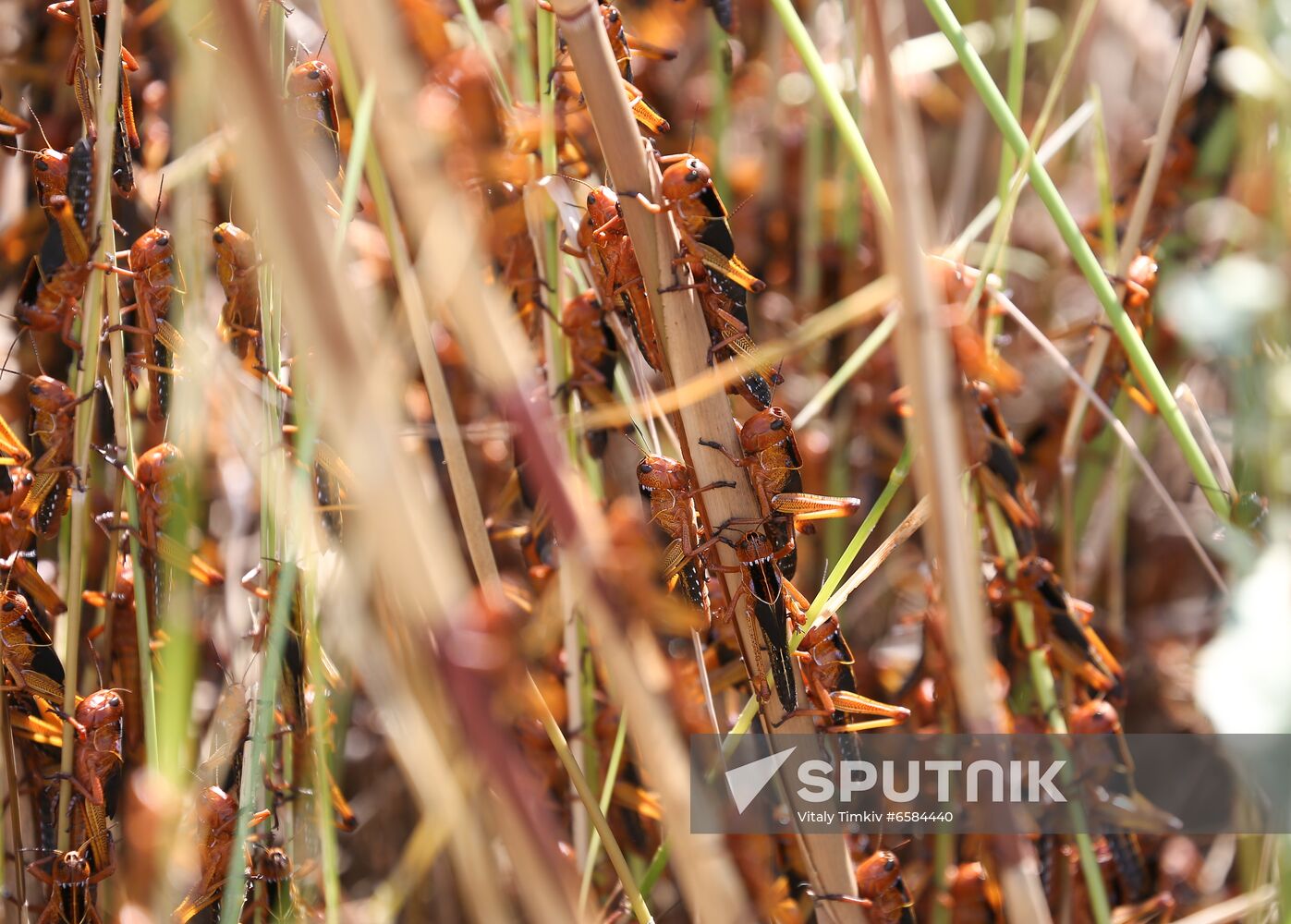 Russia Locusts