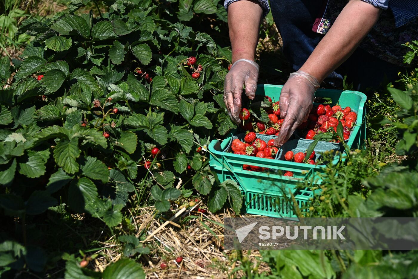 Russia Strawberry Harvesting
