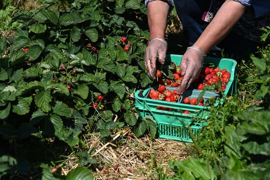Russia Strawberry Harvesting