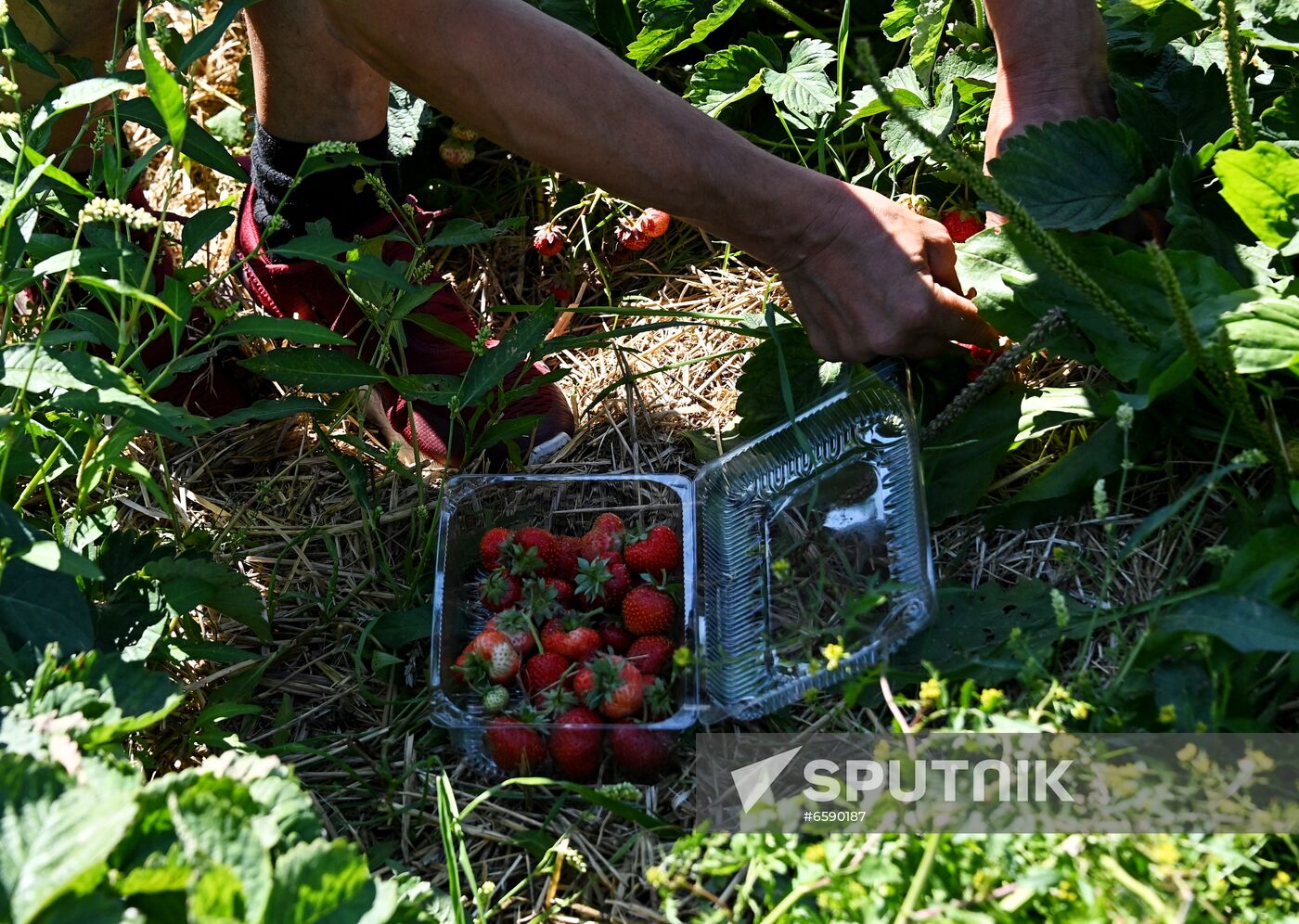 Russia Strawberry Harvesting