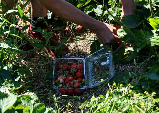 Russia Strawberry Harvesting