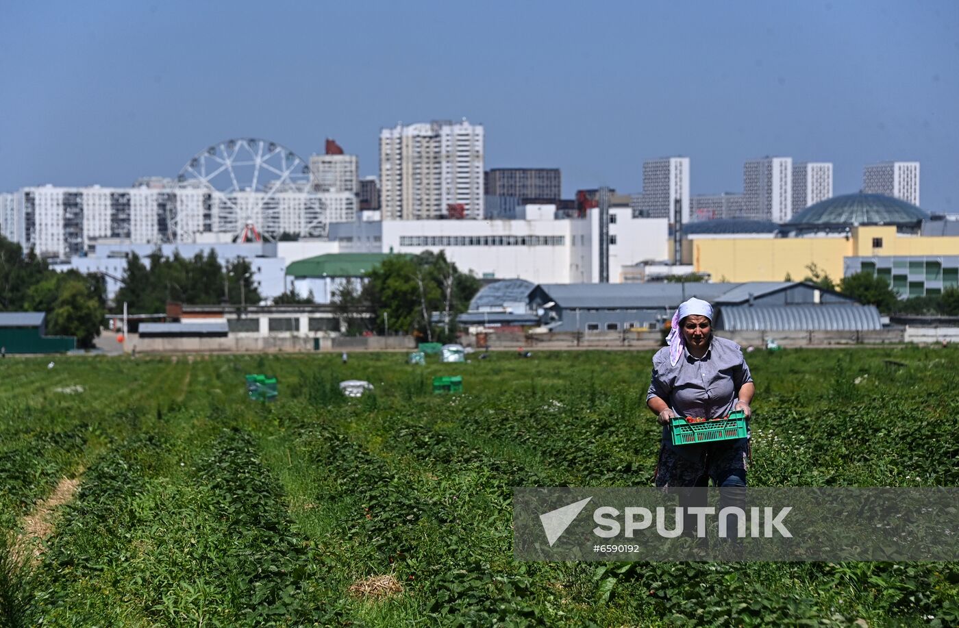 Russia Strawberry Harvesting