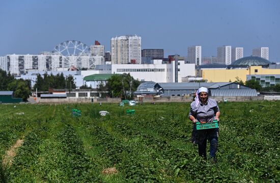 Russia Strawberry Harvesting