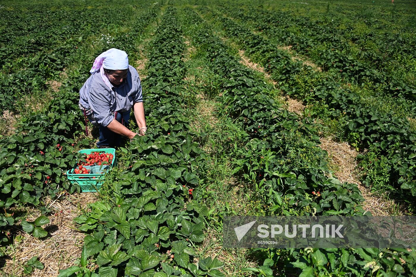 Russia Strawberry Harvesting