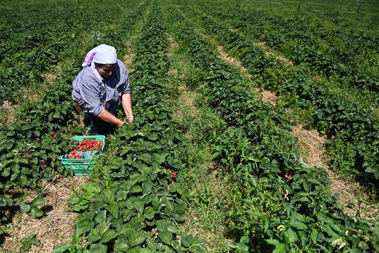 Russia Strawberry Harvesting