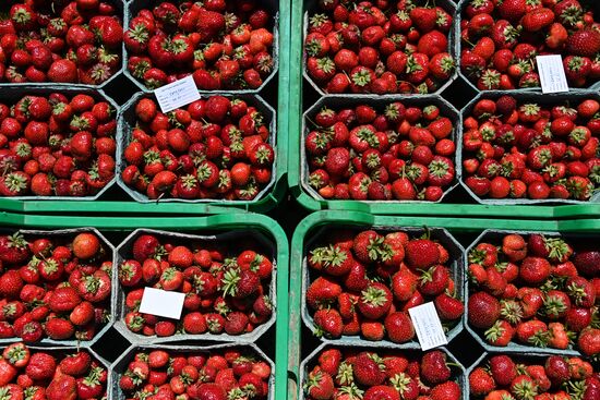 Russia Strawberry Harvesting