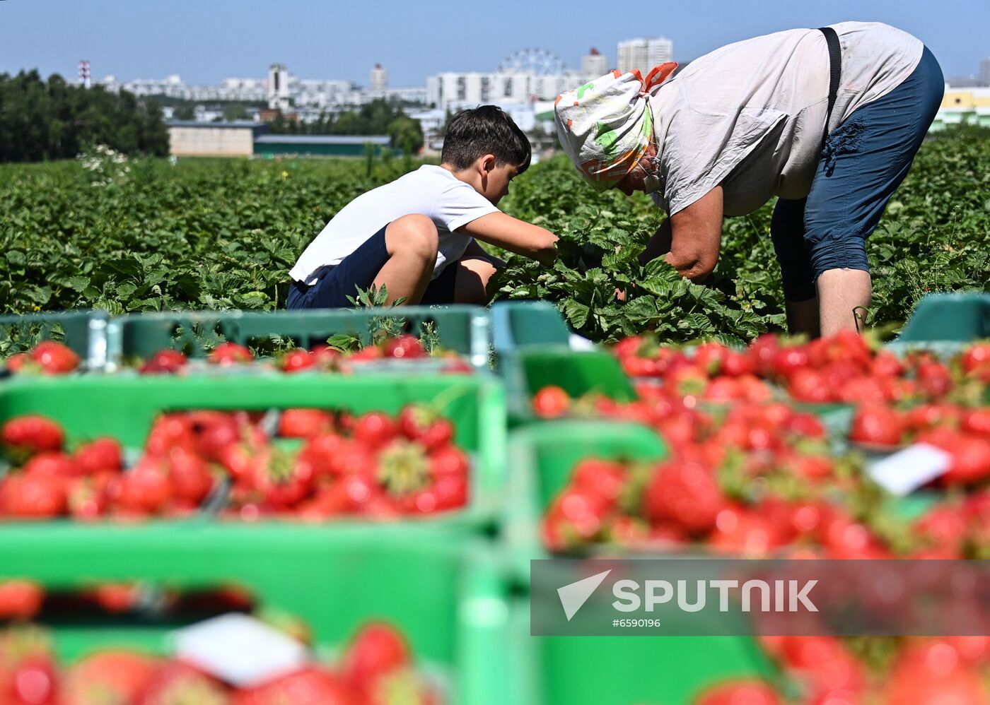 Russia Strawberry Harvesting