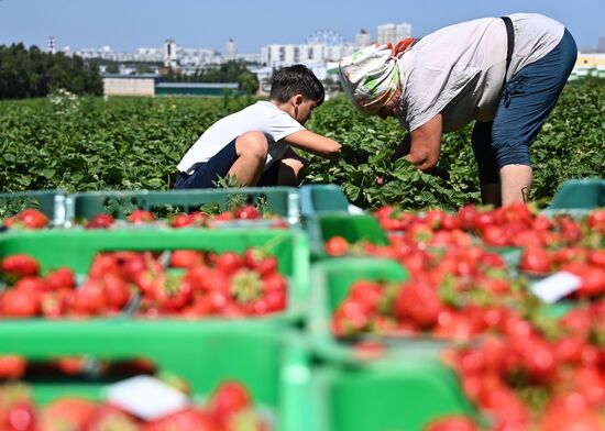 Russia Strawberry Harvesting