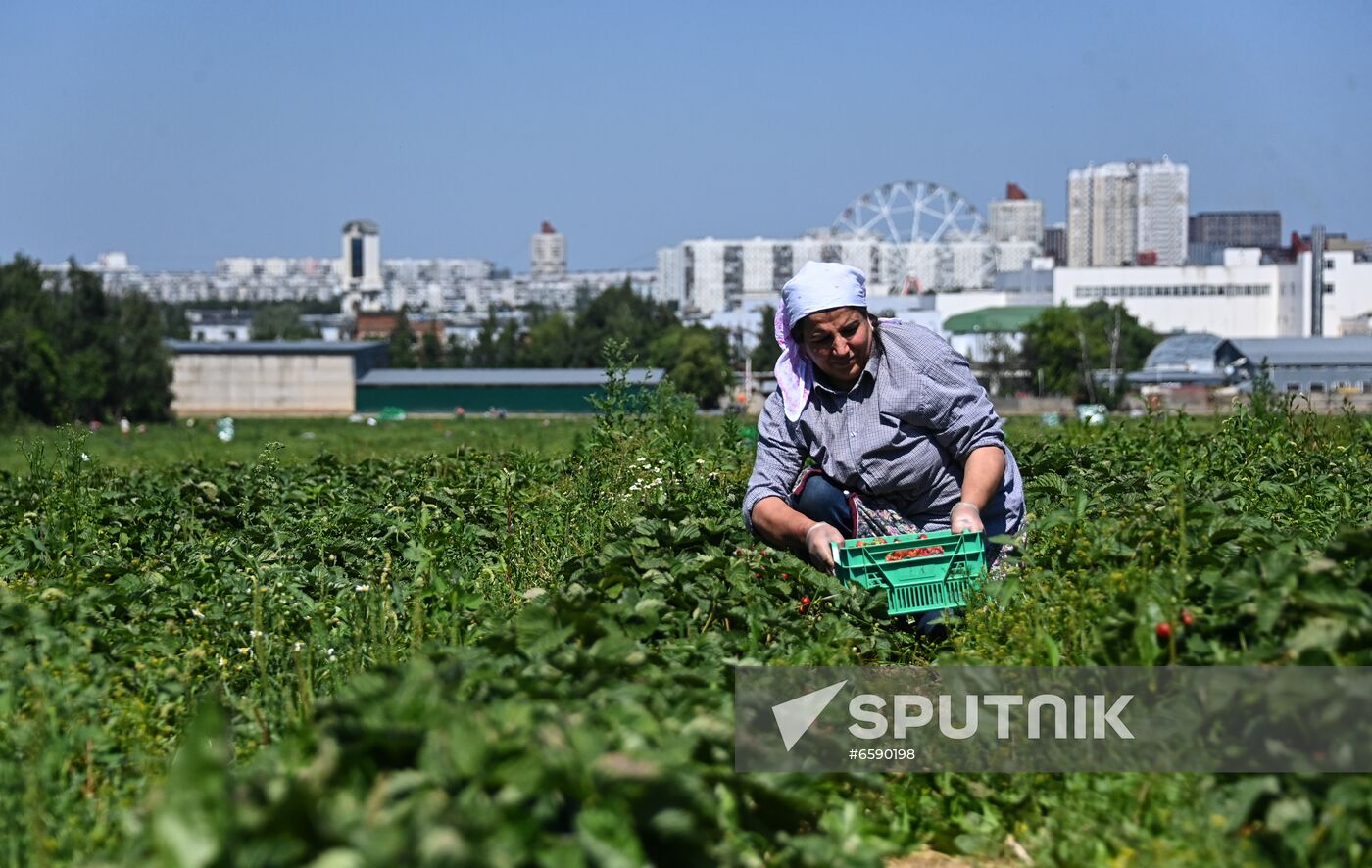 Russia Strawberry Harvesting