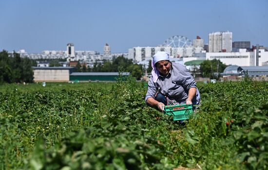 Russia Strawberry Harvesting