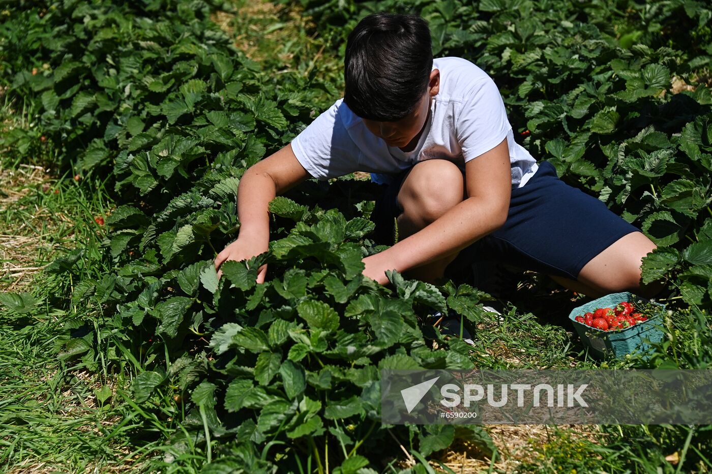 Russia Strawberry Harvesting