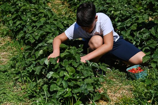 Russia Strawberry Harvesting