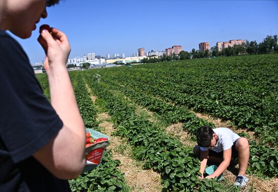 Russia Strawberry Harvesting