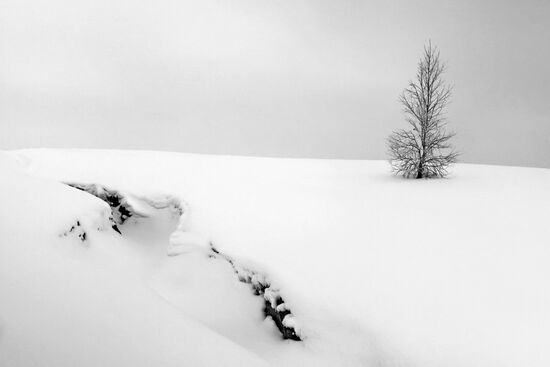 Lone tree on snow-covered hill