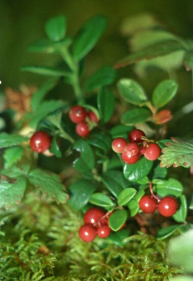 Central Siberia Nature Reserve