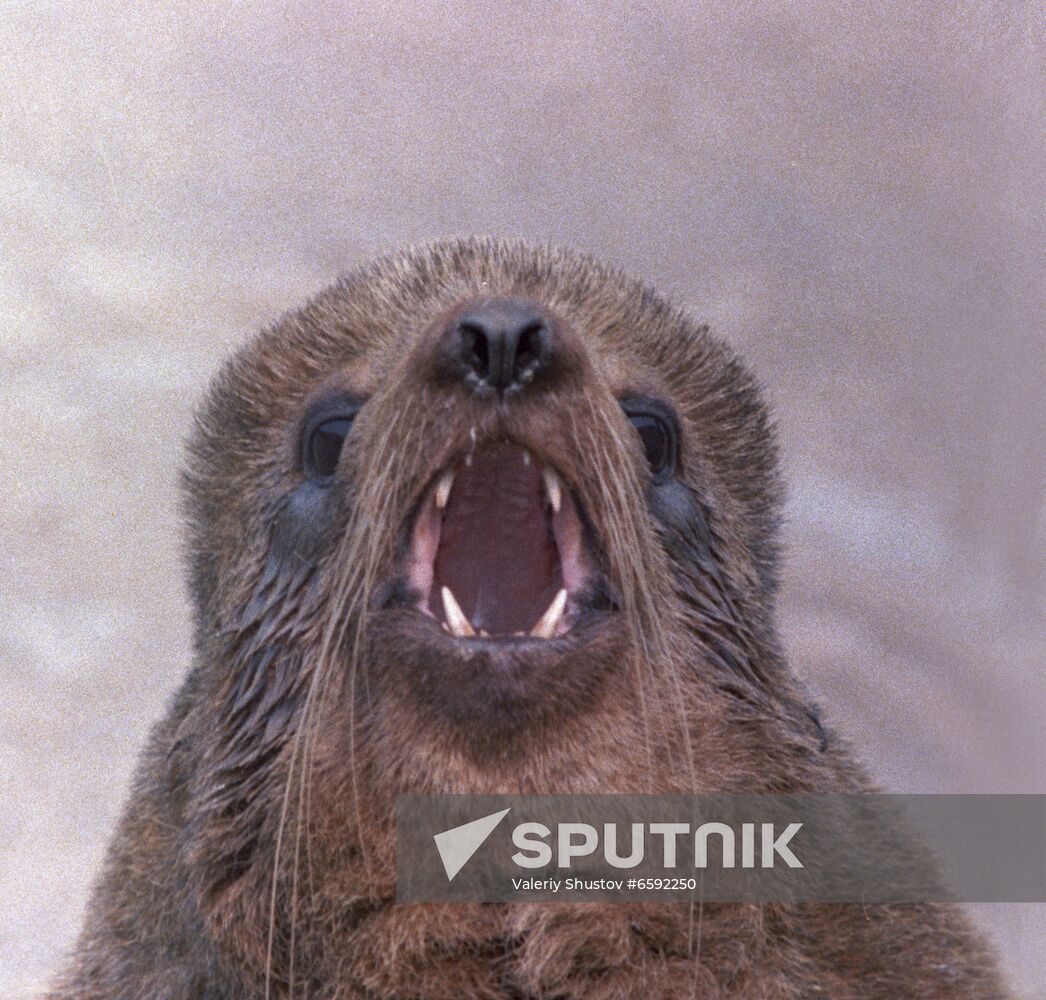 Seal